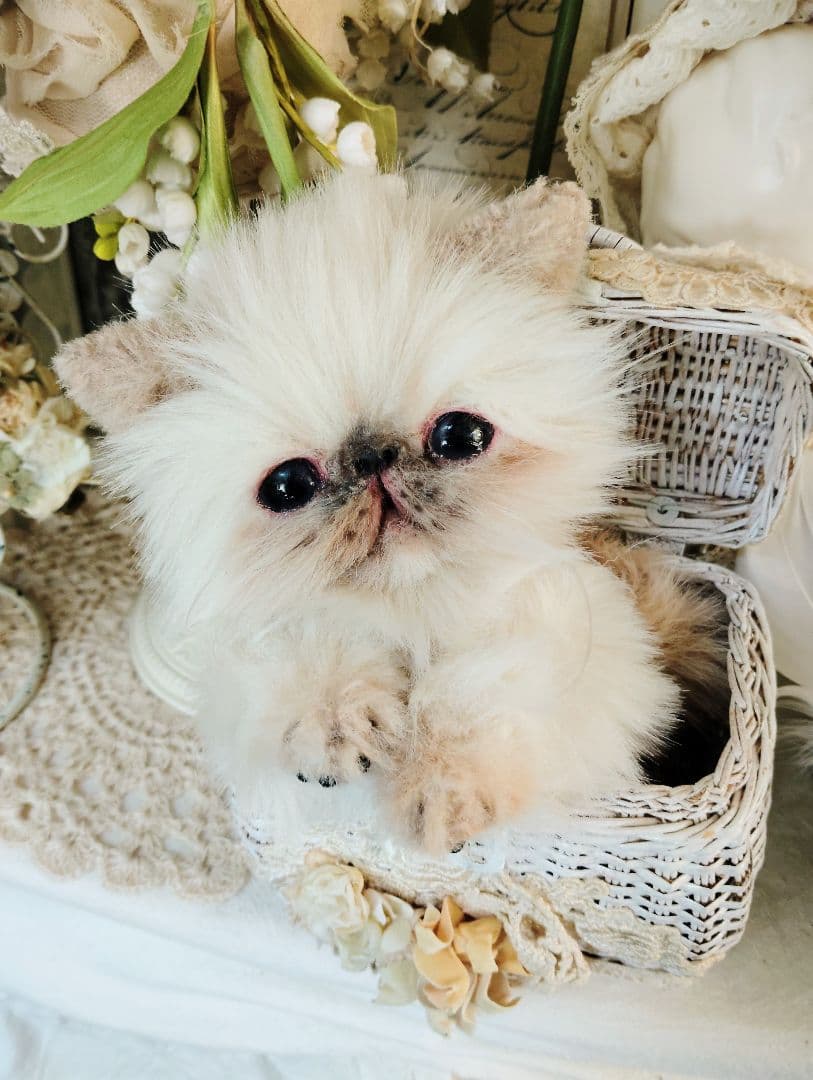 ヒマラヤン子猫♡クマちゃん♡フォックスファー♡アートドール♡ぬいぐるみ♡