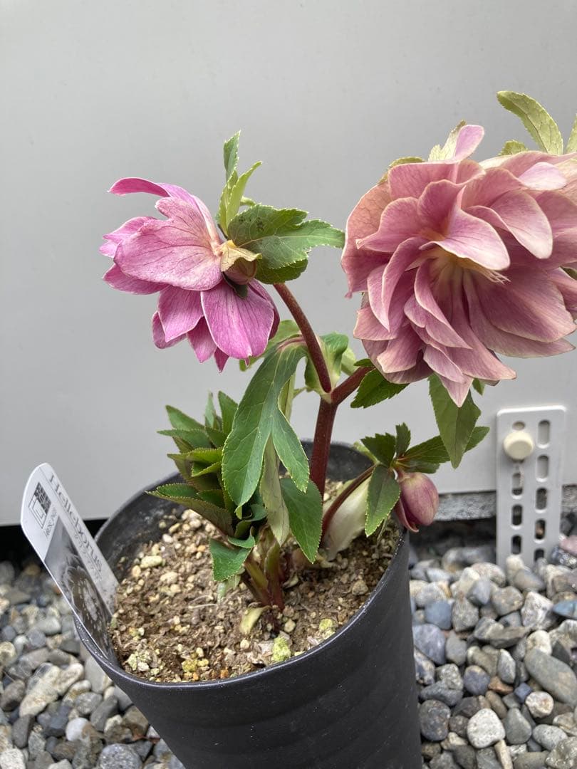 広瀬園芸　レッドピンクオーレアダブル　白ピコティ　クリスマスローズ　来季用