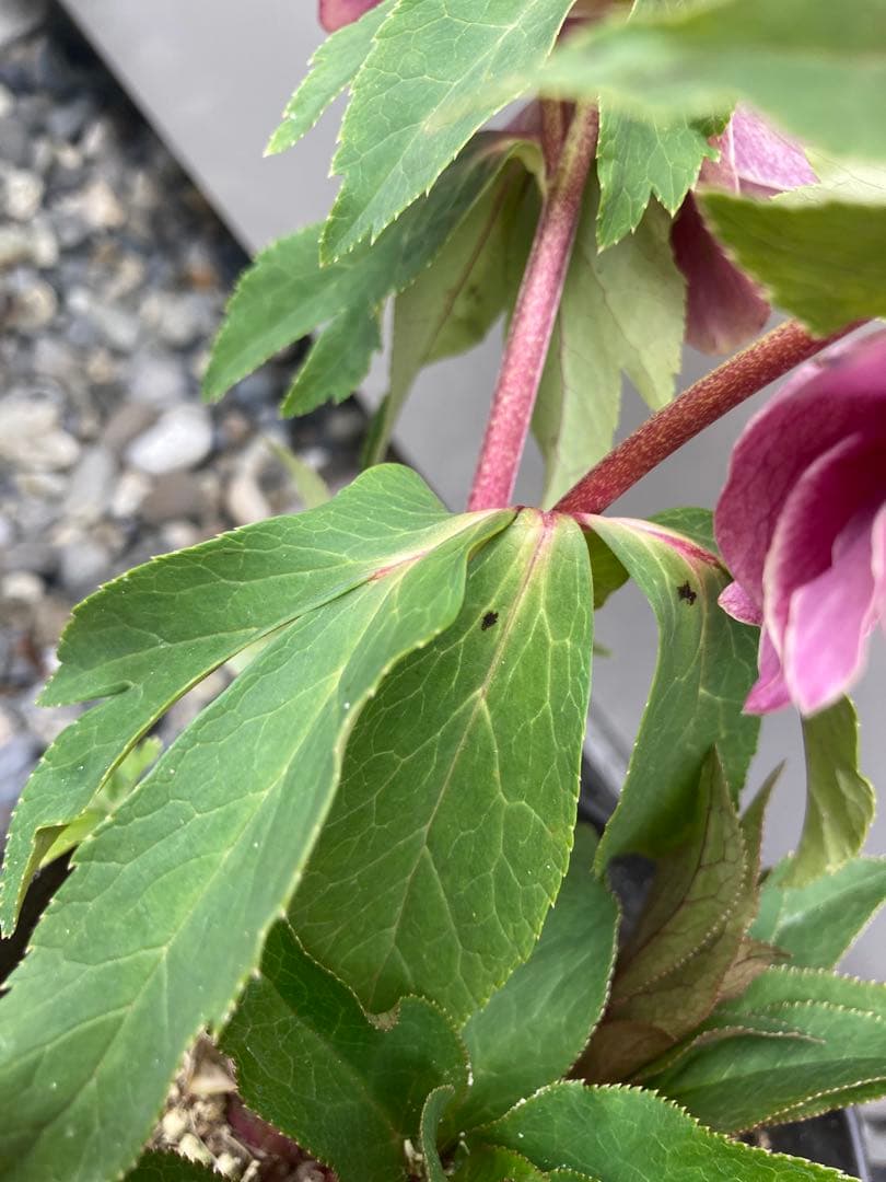 広瀬園芸　レッドピンクオーレアダブル　白ピコティ　クリスマスローズ　来季用