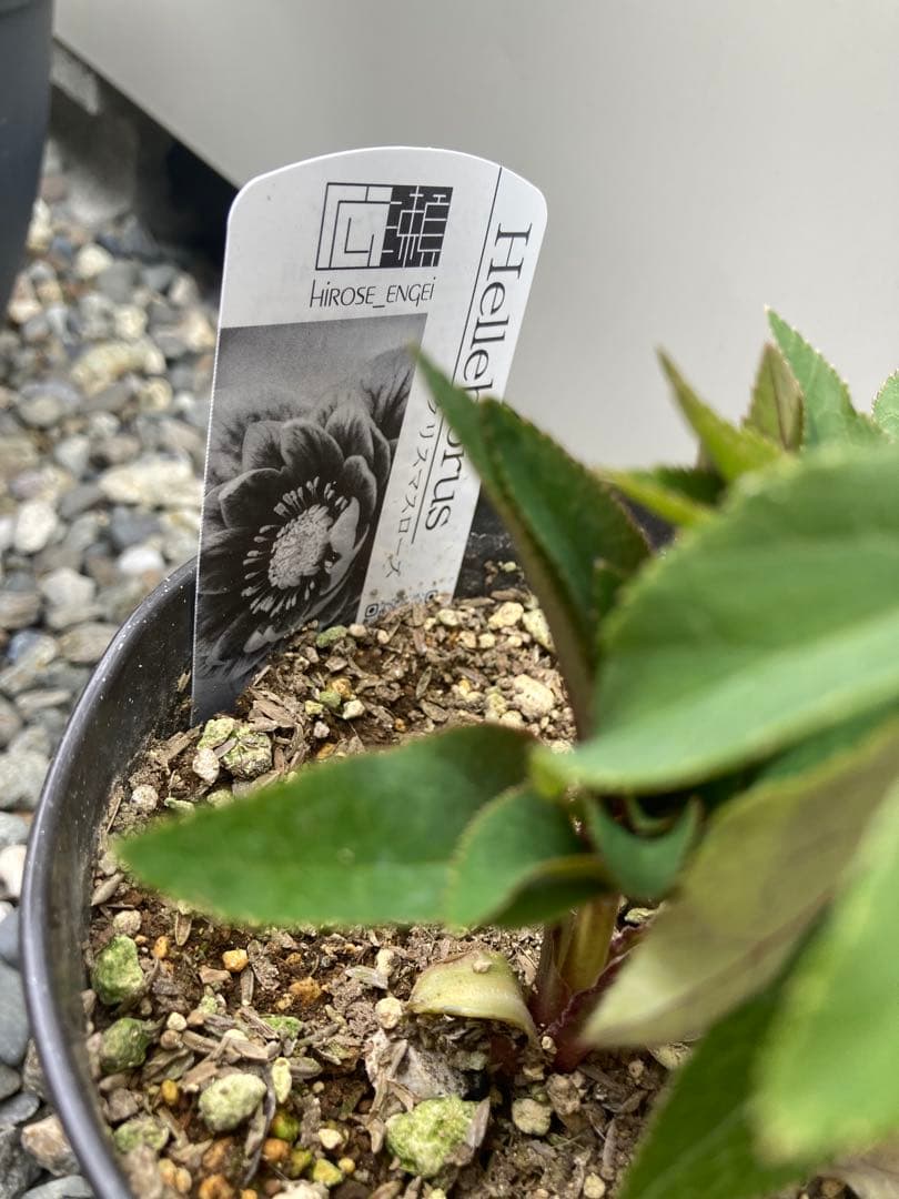 広瀬園芸　レッドピンクオーレアダブル　白ピコティ　クリスマスローズ　来季用