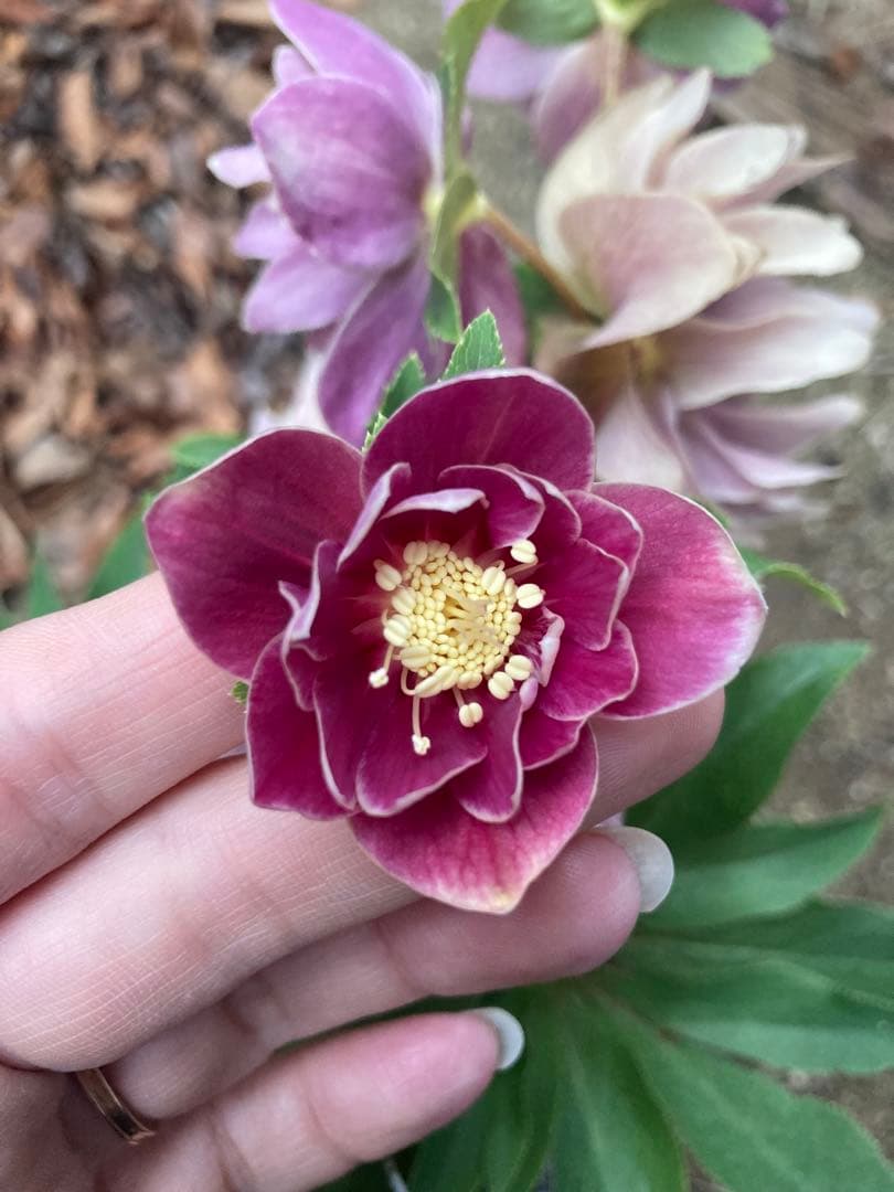 広瀬園芸　レッドピンクオーレアダブル　白ピコティ　クリスマスローズ　来季用