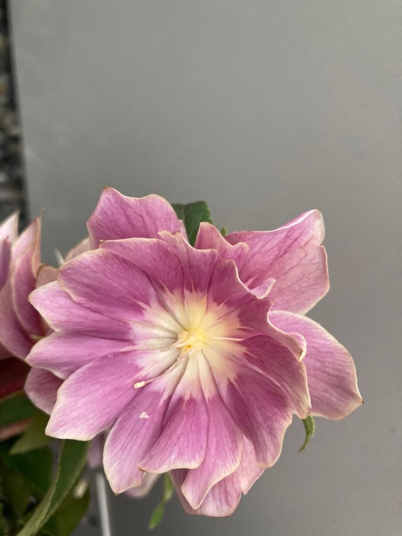 広瀬園芸　レッドピンクオーレアダブル　白ピコティ　クリスマスローズ　来季用