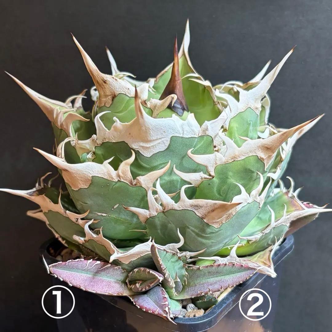 アガベ Agave / OAXACA