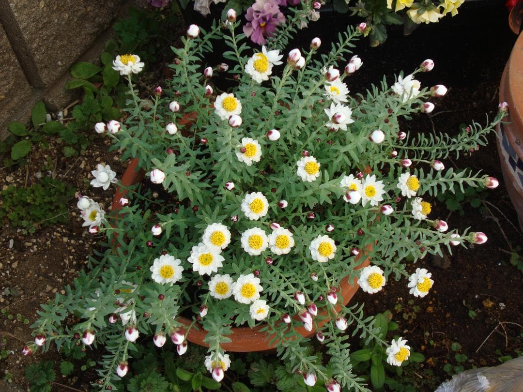 SONY DSC-W200 動作品　作例あり