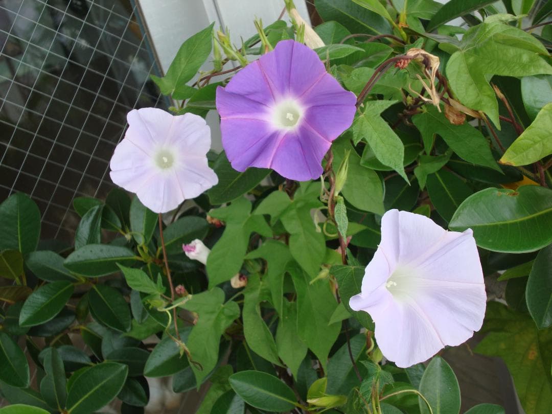 SONY DSC-W200 動作品　作例あり