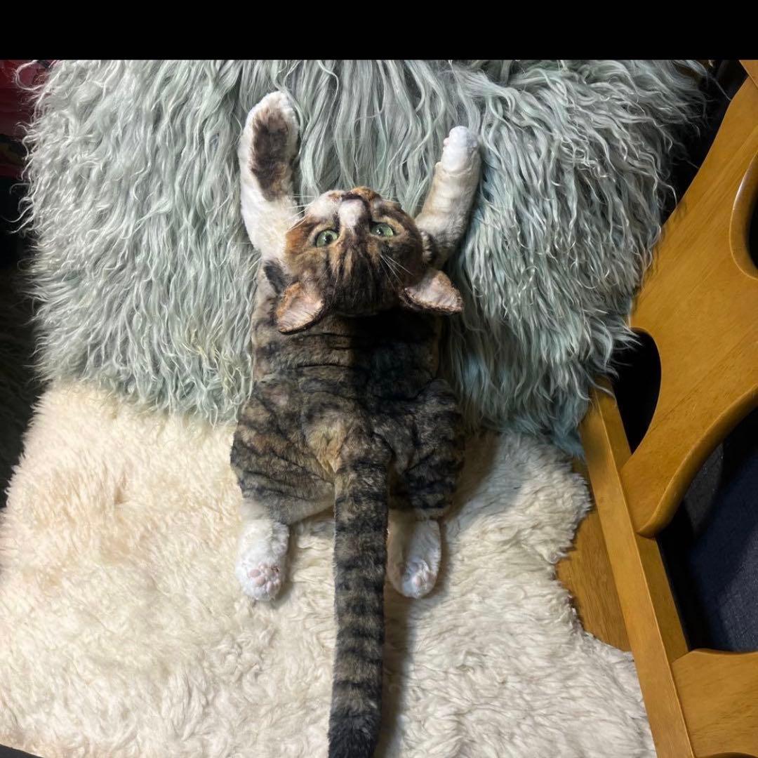 猫 リアルオーダーメイド