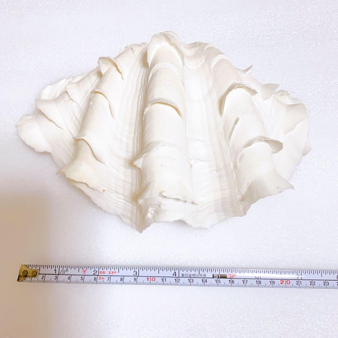 ヒレシャコガイ 2枚