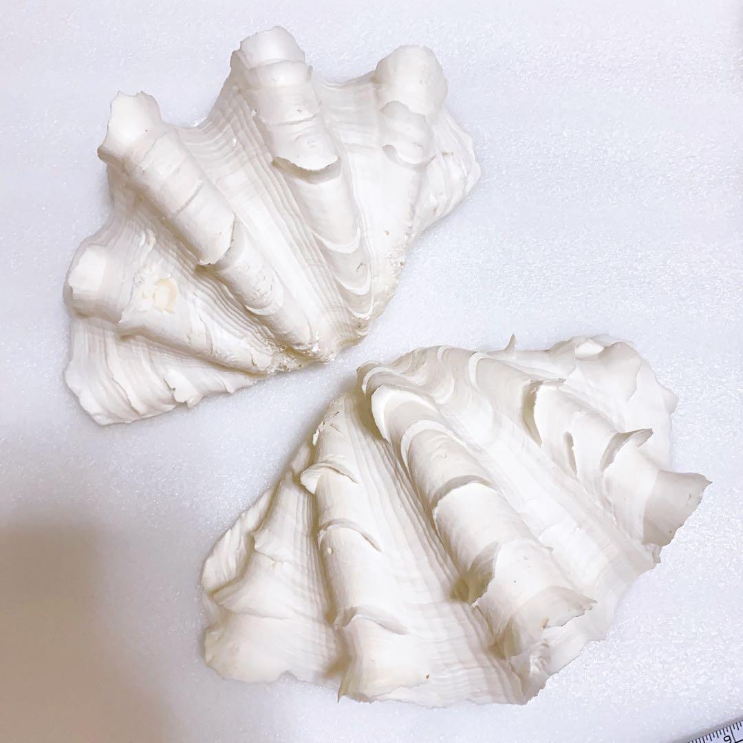 ヒレシャコガイ 2枚