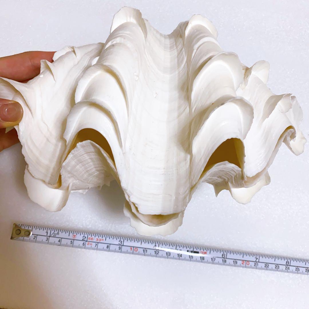 ヒレシャコガイ 2枚
