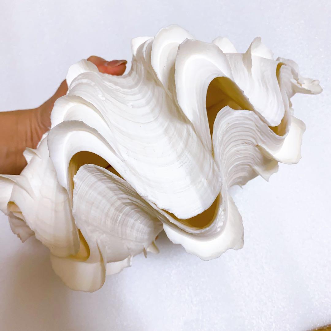 ヒレシャコガイ 2枚