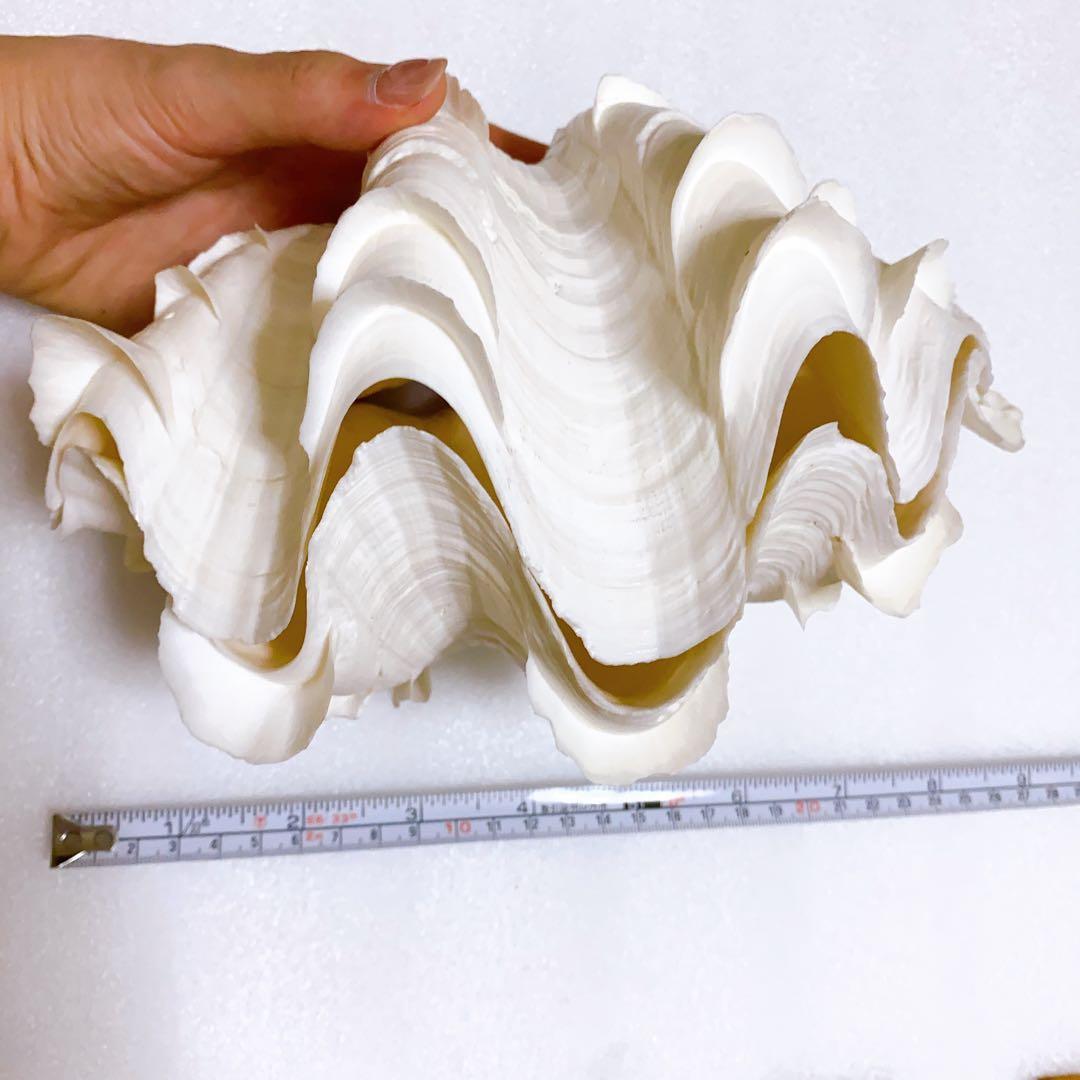 ヒレシャコガイ 2枚