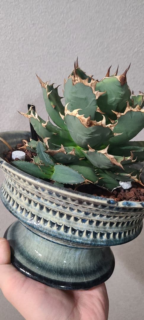 [最終値下げ]アガベ チタノタ ドワーフ 大株