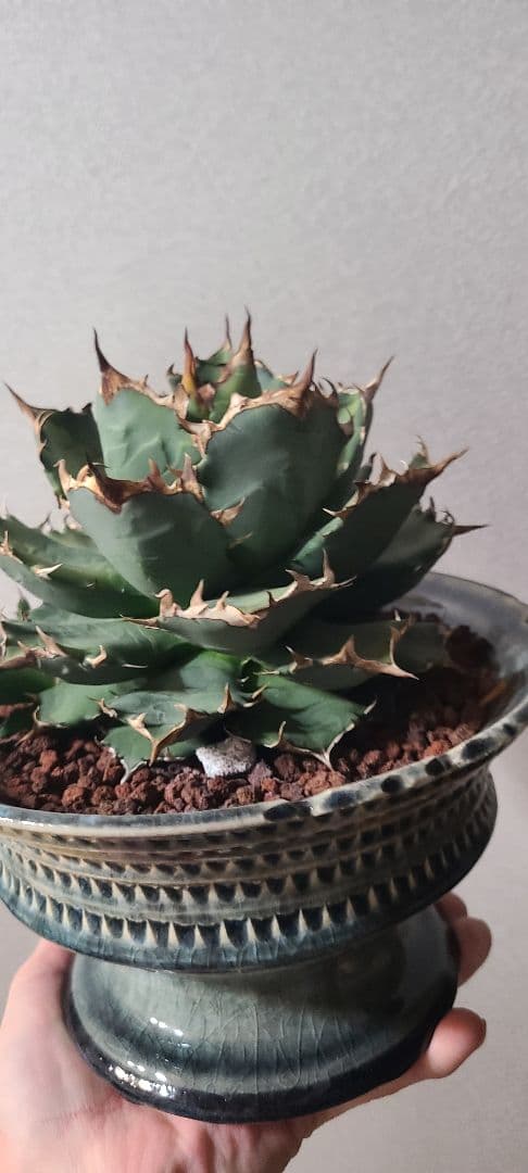 [最終値下げ]アガベ チタノタ ドワーフ 大株