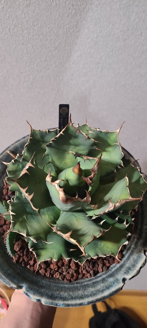 [最終値下げ]アガベ チタノタ ドワーフ 大株