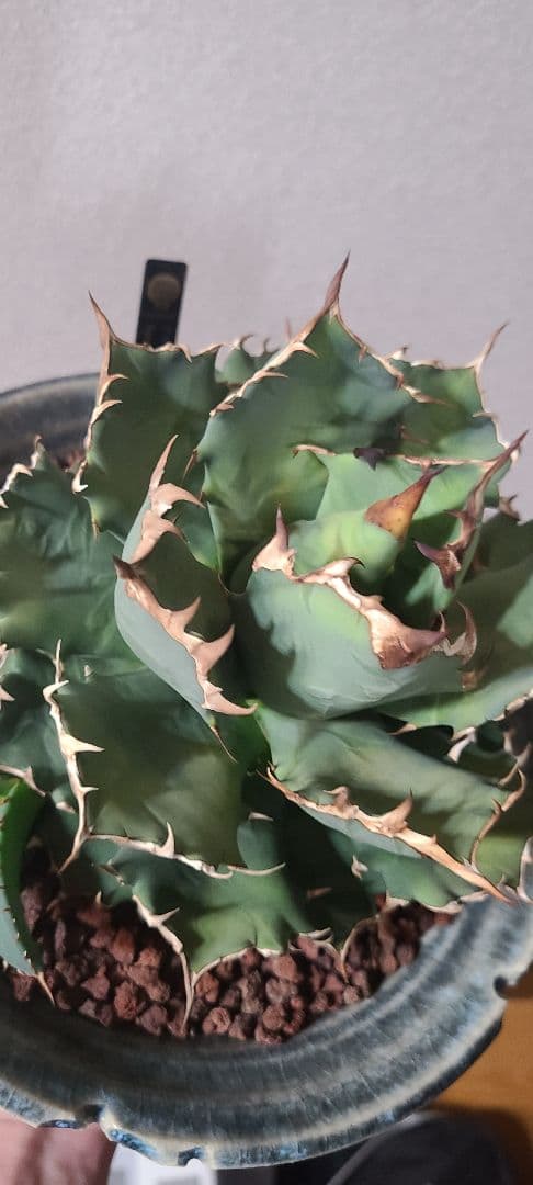 [最終値下げ]アガベ チタノタ ドワーフ 大株