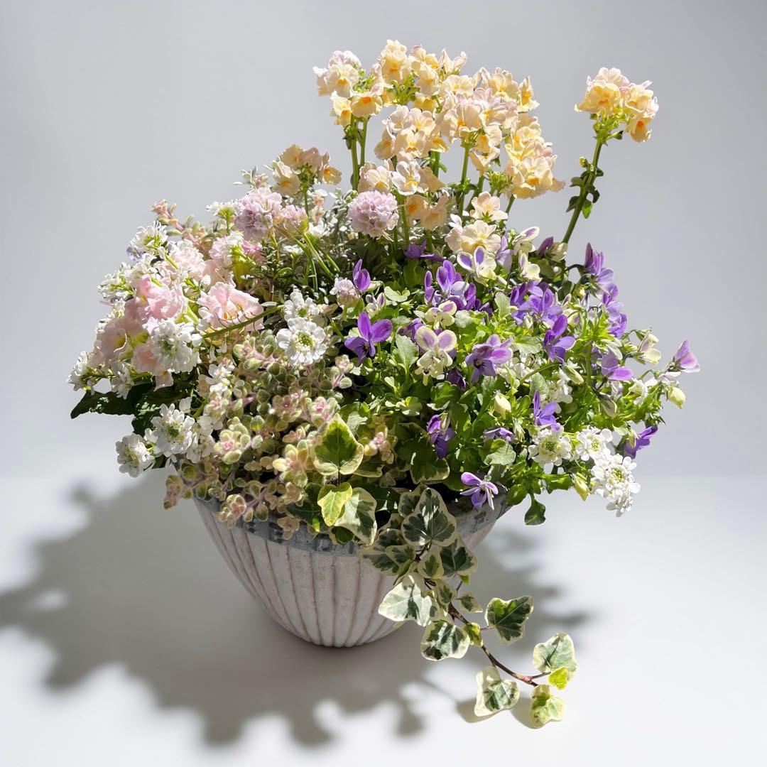 季節の寄せ植え