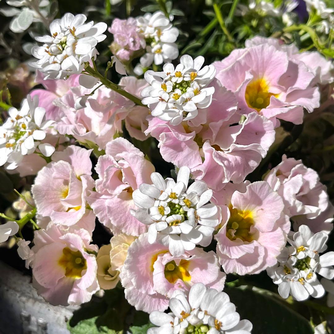 季節の寄せ植え