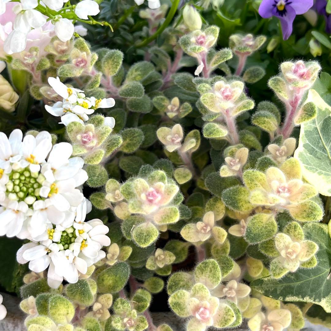 季節の寄せ植え