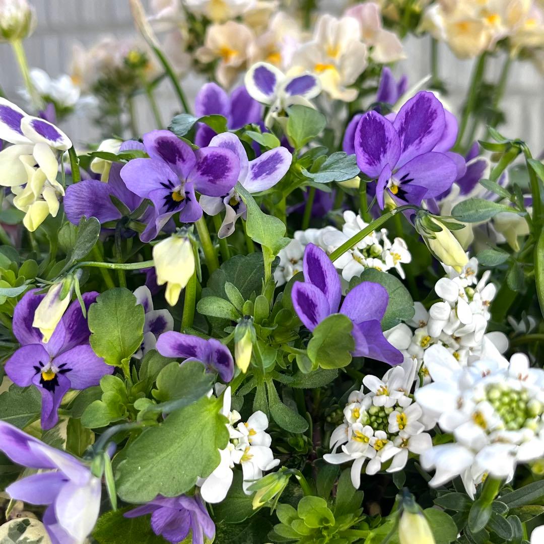 季節の寄せ植え