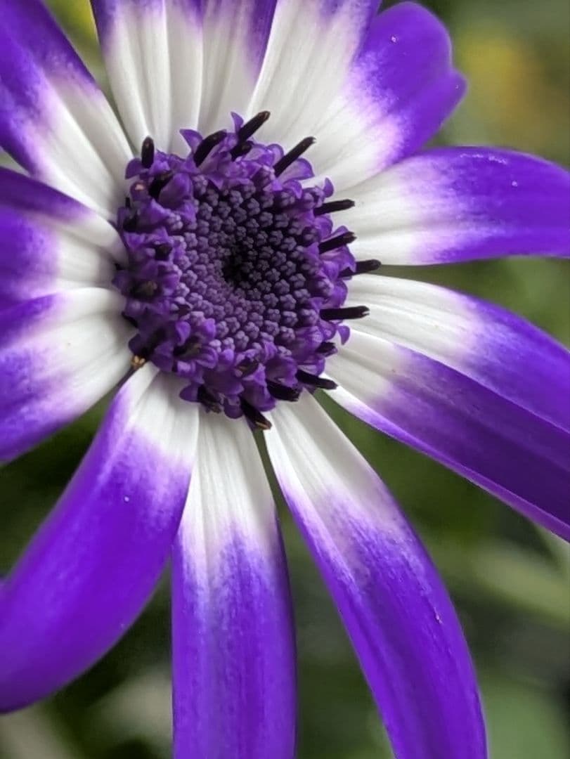 ♡さくらもち様♡