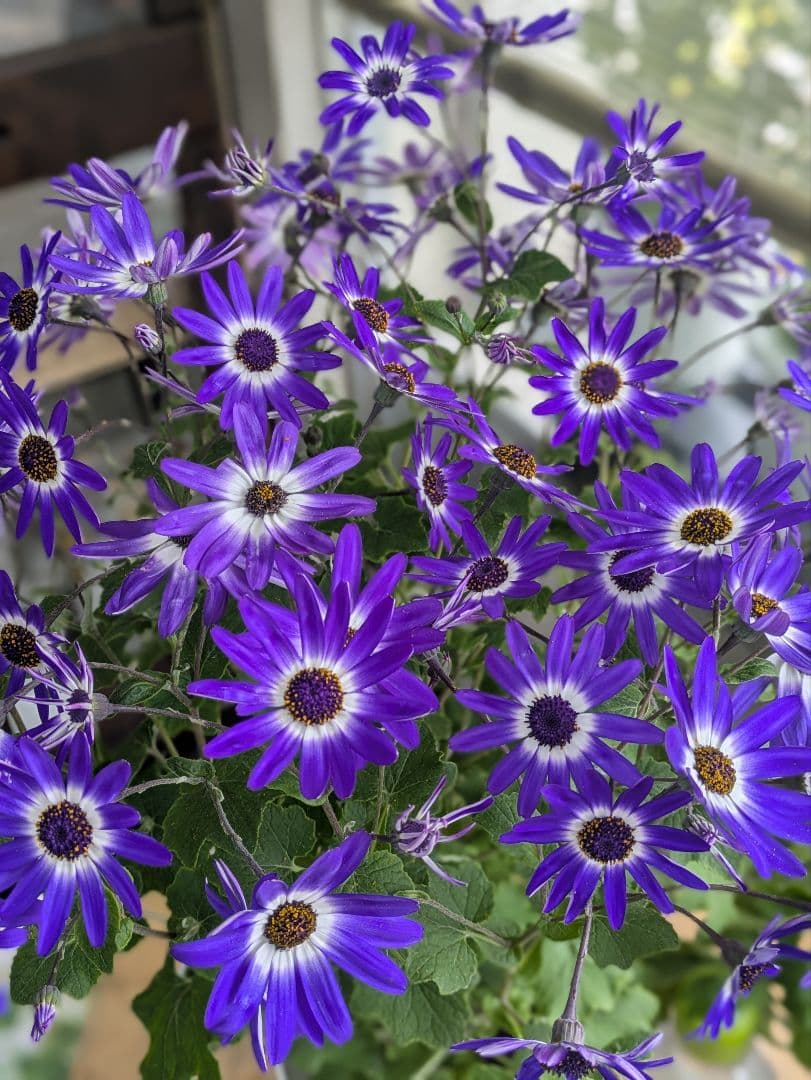 ♡さくらもち様♡