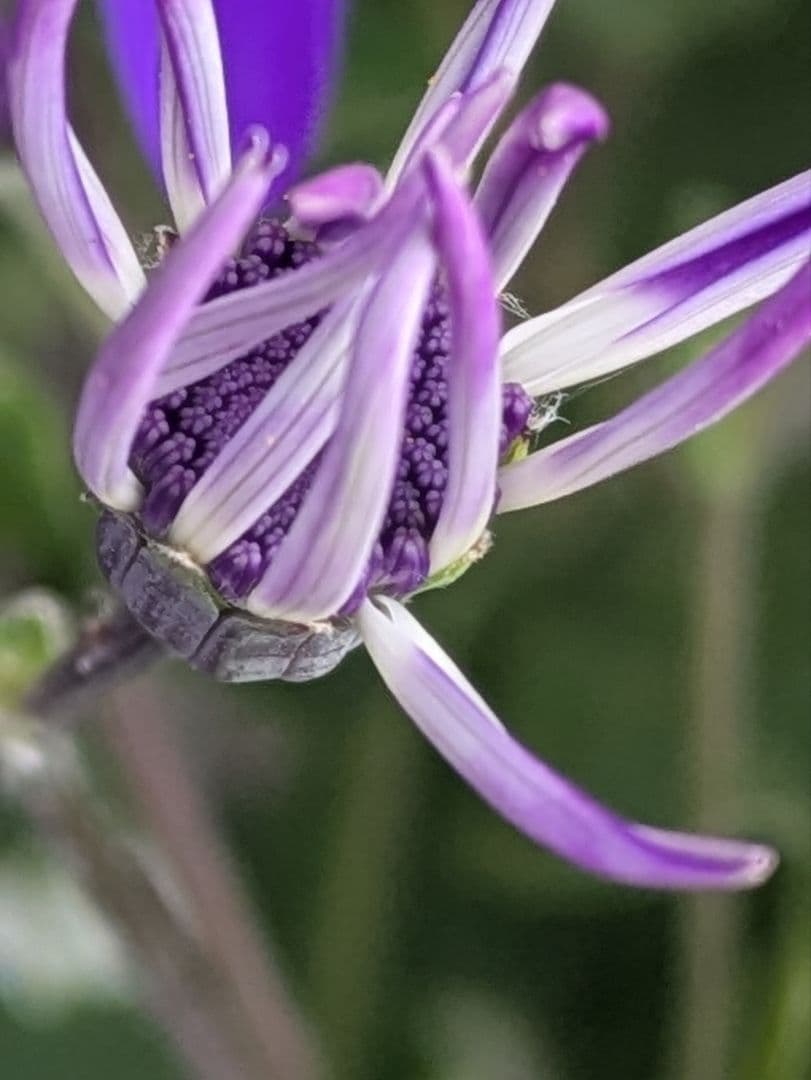 ♡さくらもち様♡