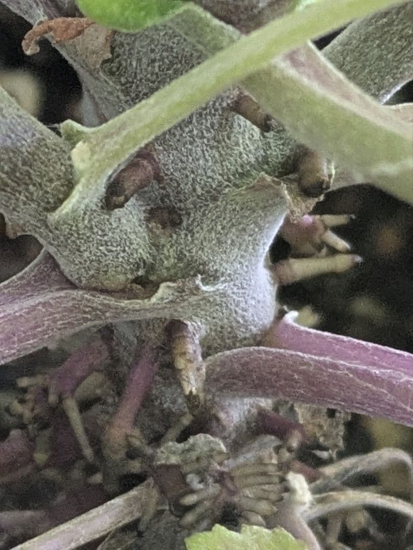 ♡さくらもち様♡