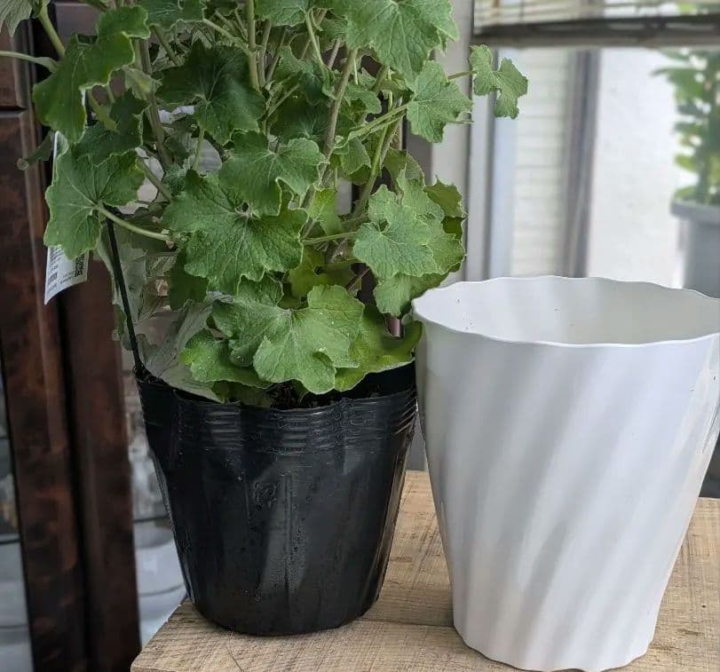 ♡さくらもち様♡