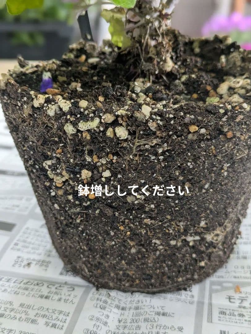 ♡さくらもち様♡