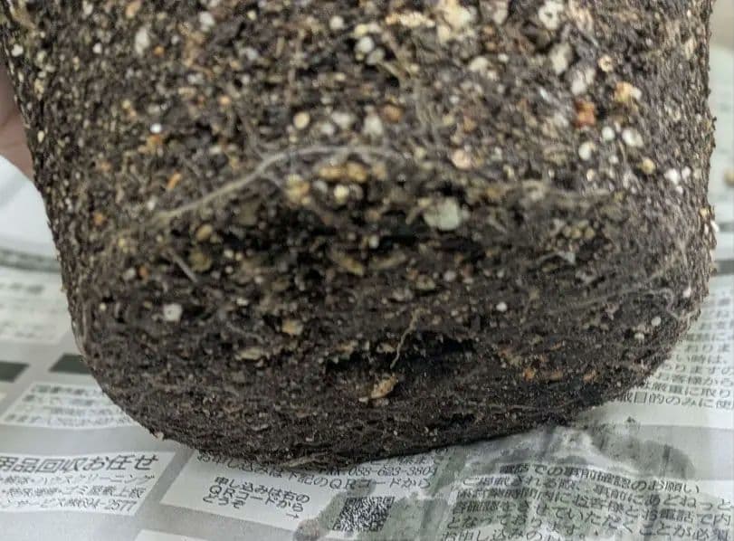 ♡さくらもち様♡