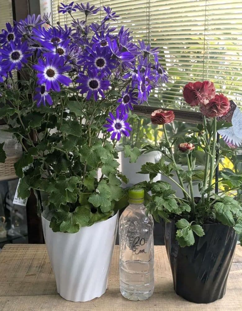 ♡さくらもち様♡