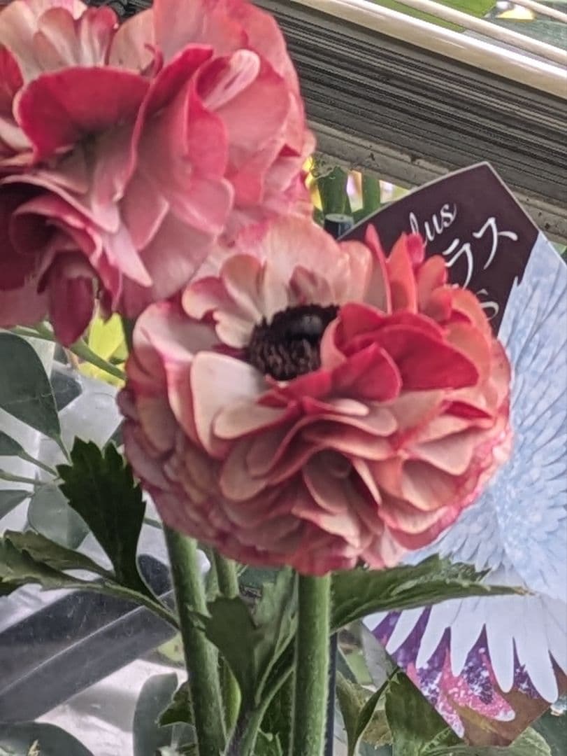 ♡さくらもち様♡