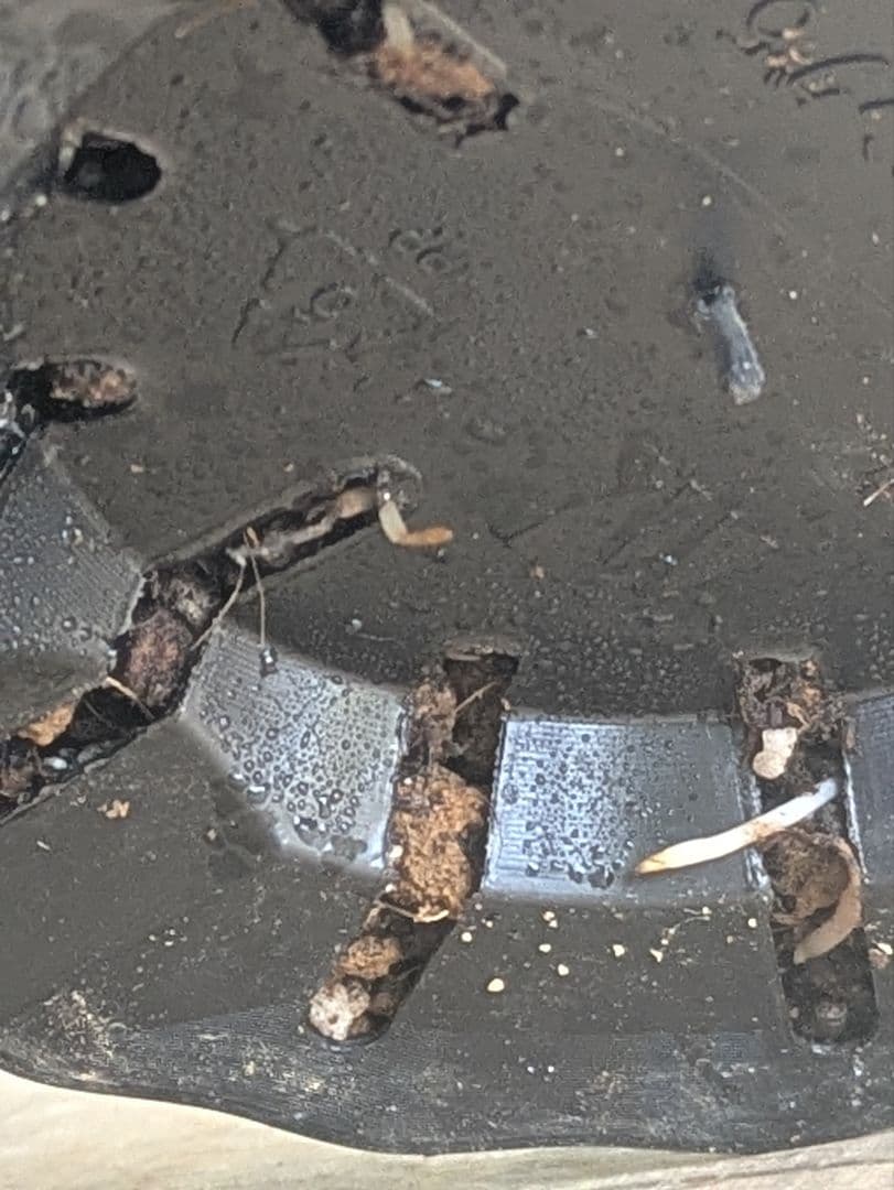 ♡さくらもち様♡