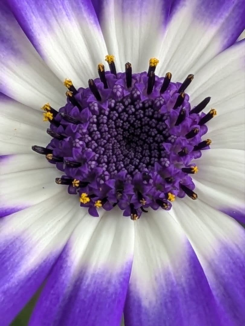 ♡さくらもち様♡