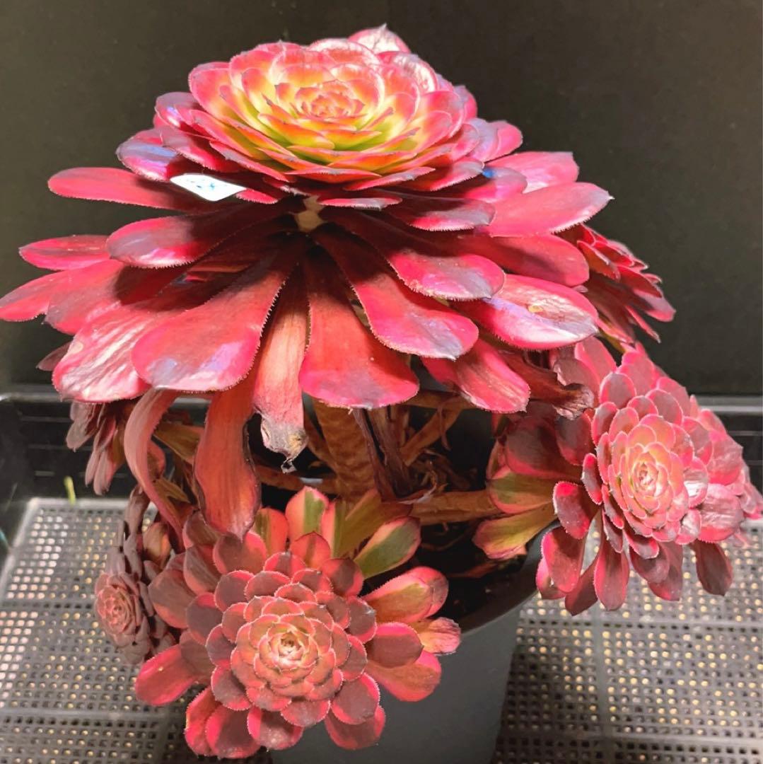 80#多肉植物❤️アエオニウム錦❤️舞天姫❤️1大頭8小頭31cm鉢土付き出荷