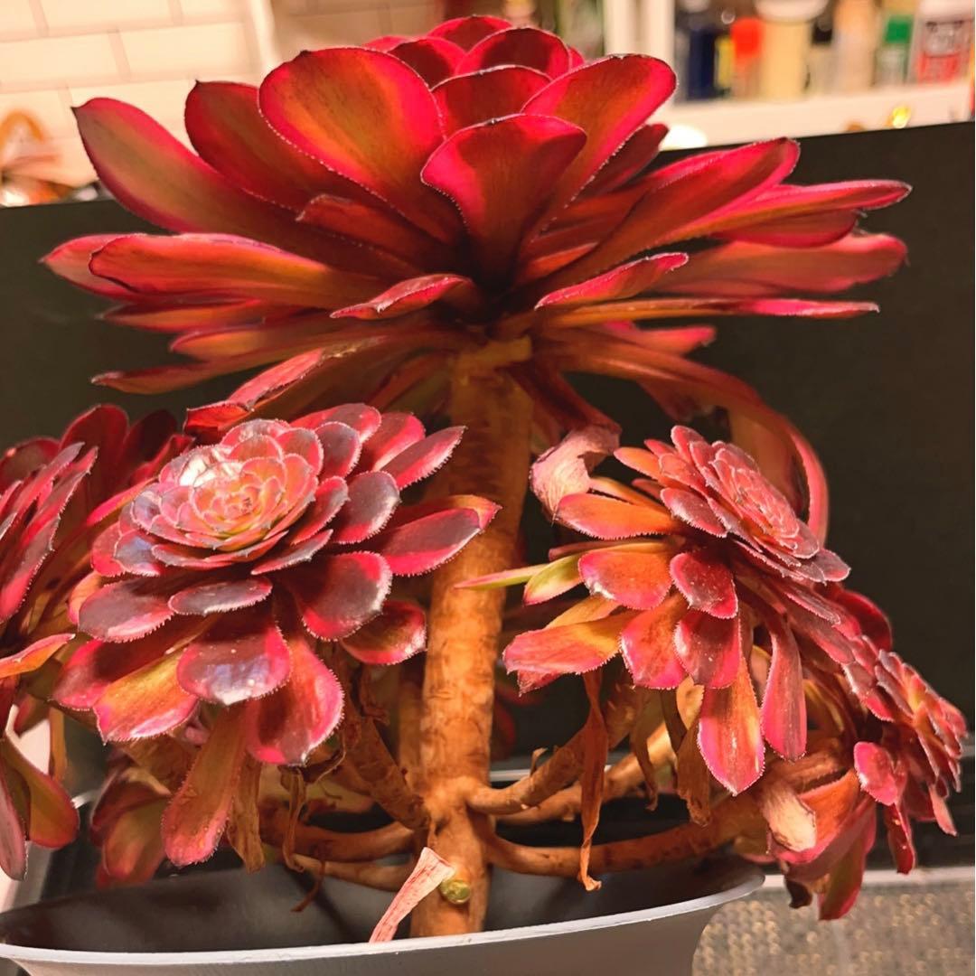 80#多肉植物❤️アエオニウム錦❤️舞天姫❤️1大頭8小頭31cm鉢土付き出荷