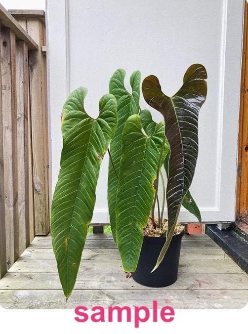 アンスリウム トレムラム アンディナム