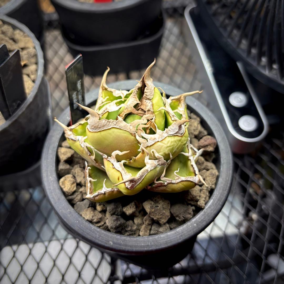 アガベ チタノタ SAD 【コンパクト】