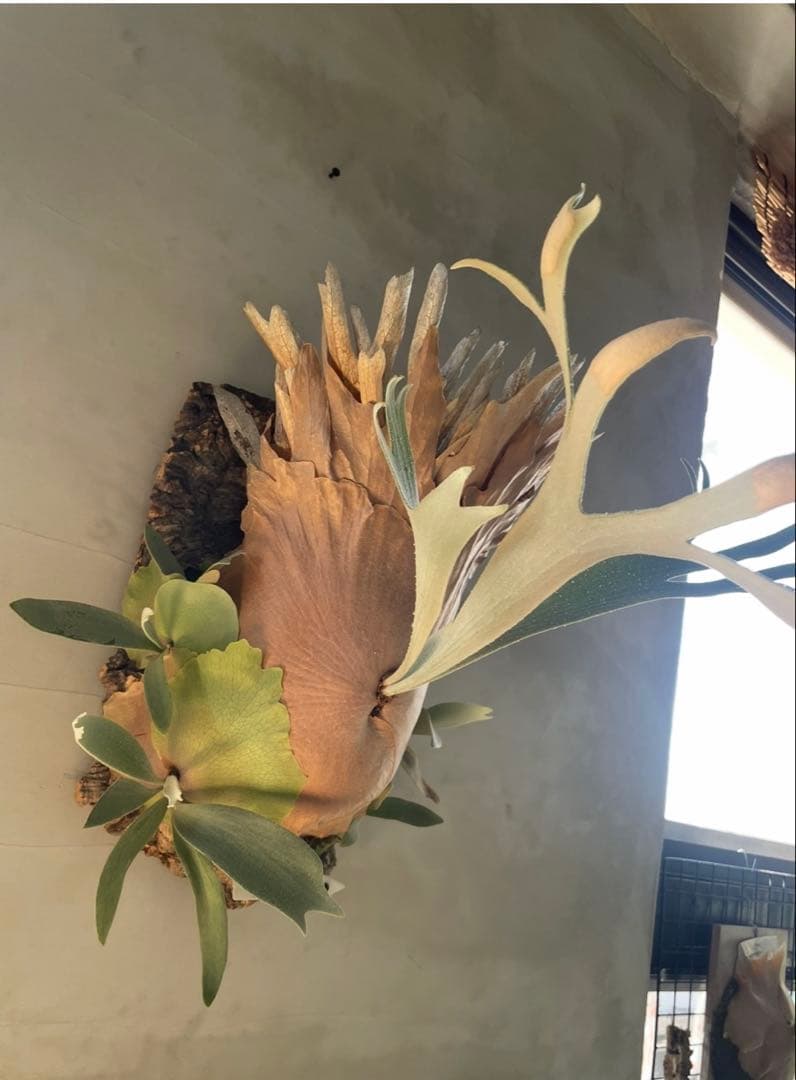 ビカクシダ P.White Hawk pup