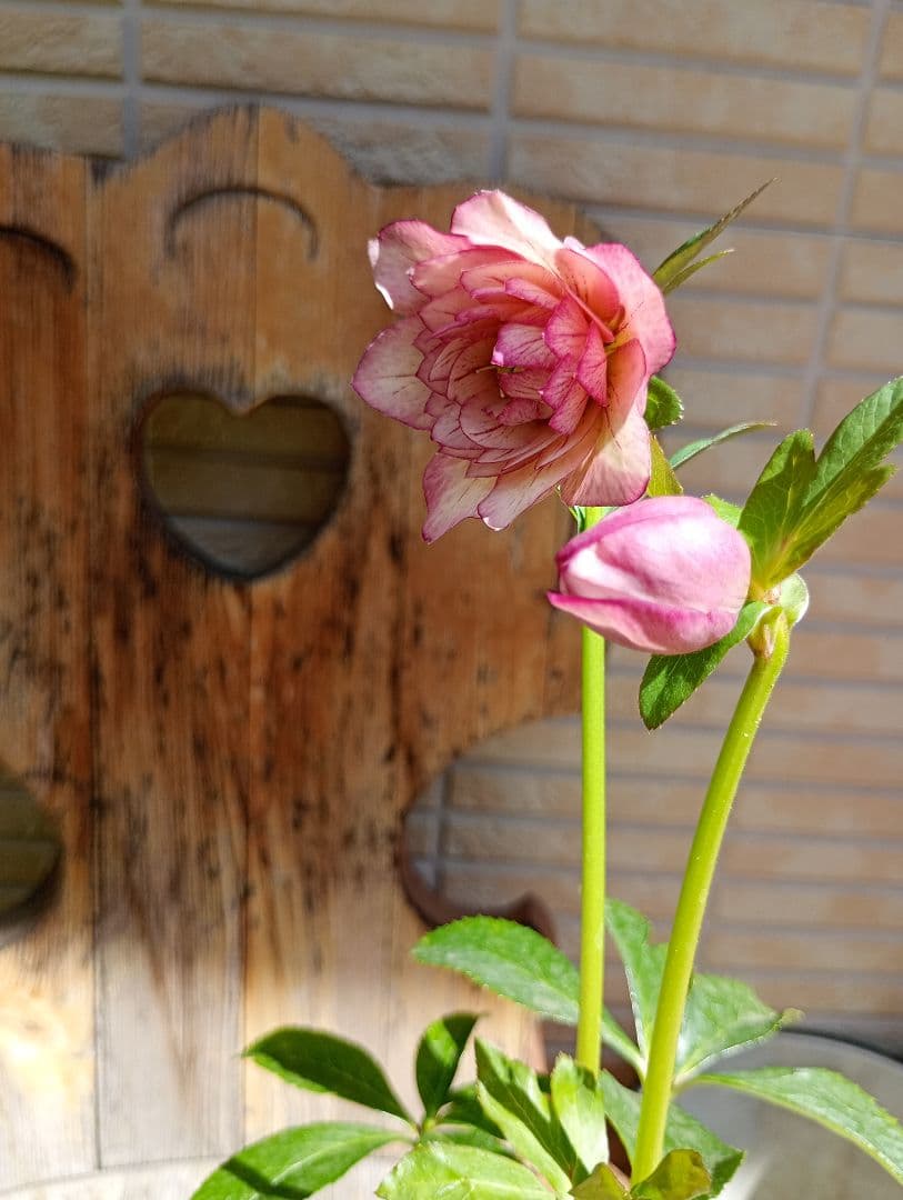 クリスマスローズ ddピエラ交配苗＋ddアプリピンク ２株セット