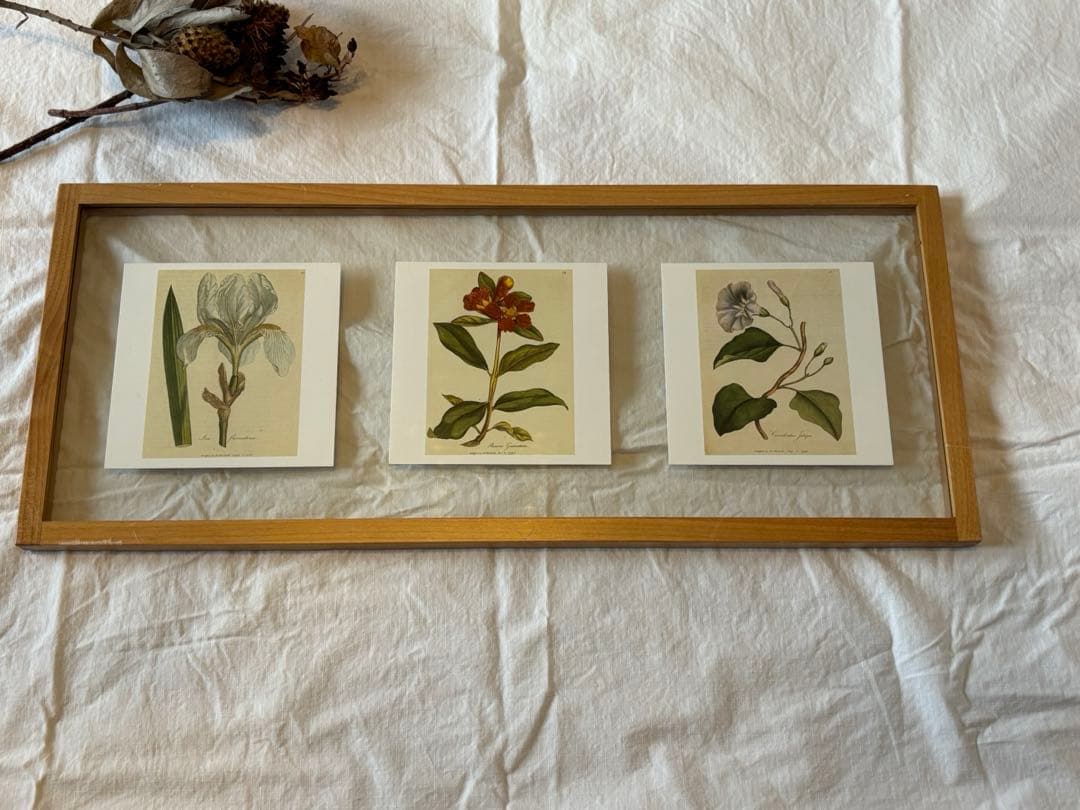 柔らかな雰囲気のボタニカルアート　植物画　ポスター　検）モモナチュラル