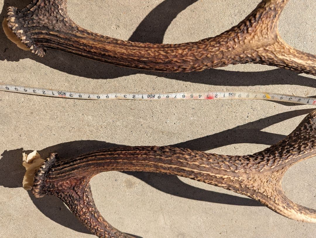 鹿の角．いいね！感謝大セール！！ 10000円→8000円