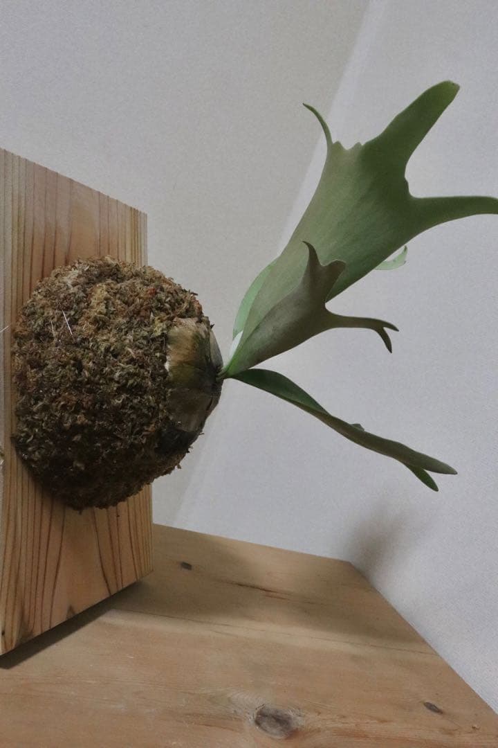 ビカクシダ　ウィリンキー