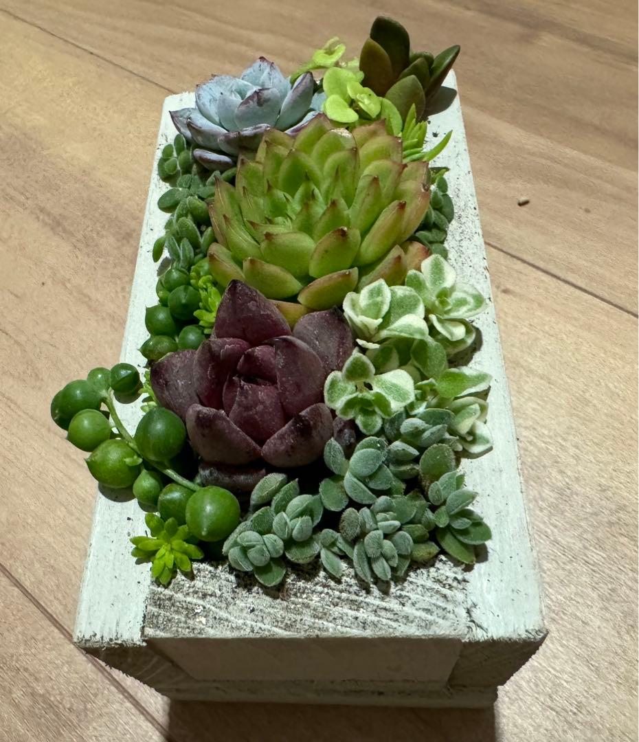 多肉植物 寄せ植え 木箱 ステンシル ロメオhyb グリーンネックレス