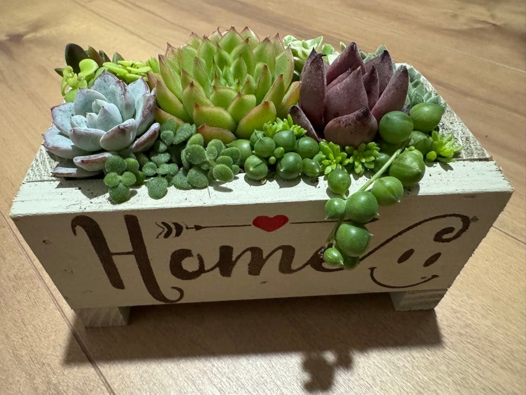 多肉植物 寄せ植え 木箱 ステンシル ロメオhyb グリーンネックレス