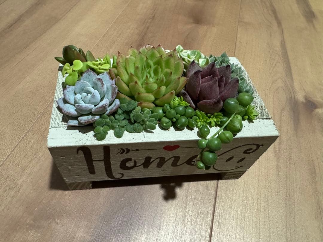 多肉植物 寄せ植え 木箱 ステンシル ロメオhyb グリーンネックレス