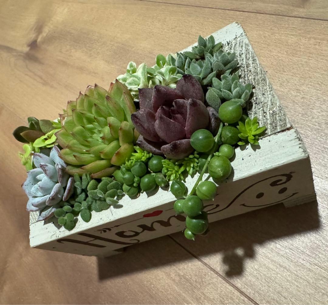 多肉植物 寄せ植え 木箱 ステンシル ロメオhyb グリーンネックレス