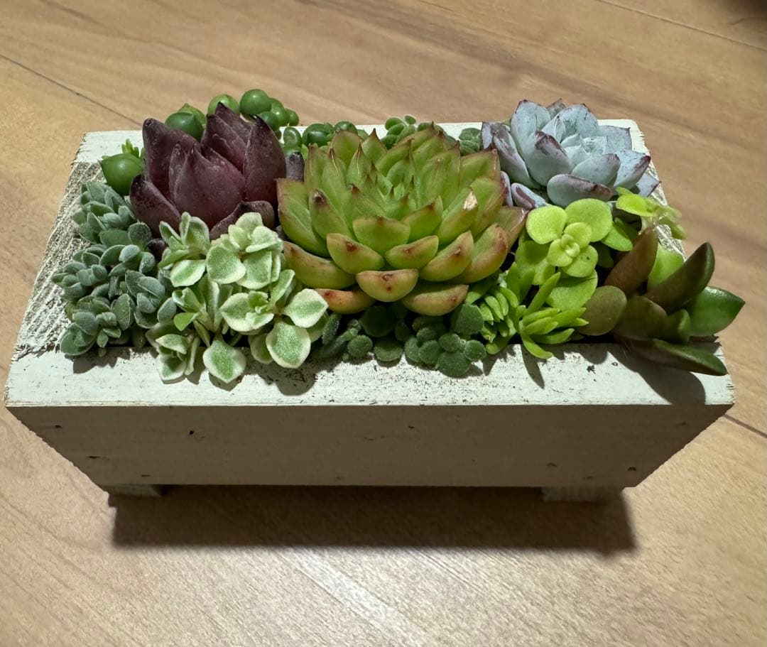 多肉植物 寄せ植え 木箱 ステンシル ロメオhyb グリーンネックレス