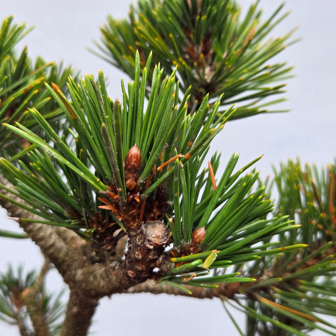 八房黒松　(寿)　[模様木]　盆栽素材