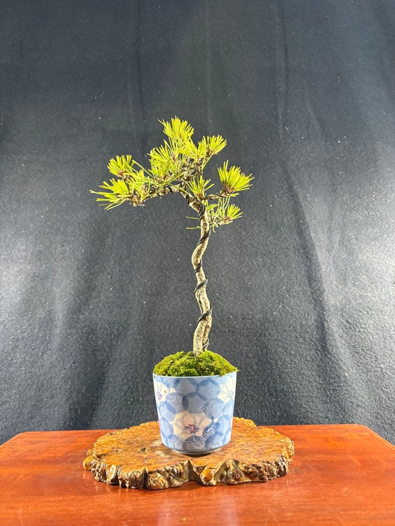 貴風盆栽、黒松根上り、文人 目立った傷や汚れ無し